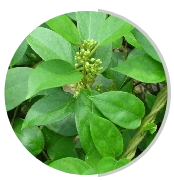 Gymnema sylvestre leaves