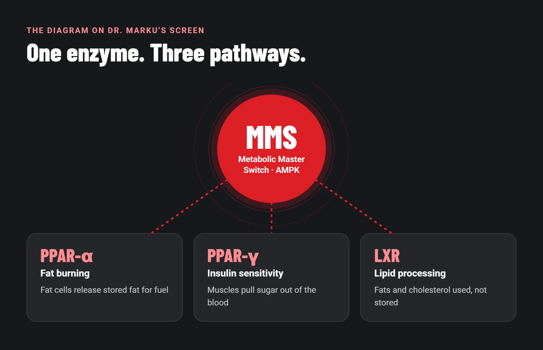 Diagram: the MMS enzyme (AMPK) connected to three pathways — PPAR-alpha for fat burning, PPAR-gamma for insulin sensitivity, LXR for lipid processing